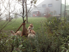 «Chickens in the Mist» (2/3) (27.12.2013)